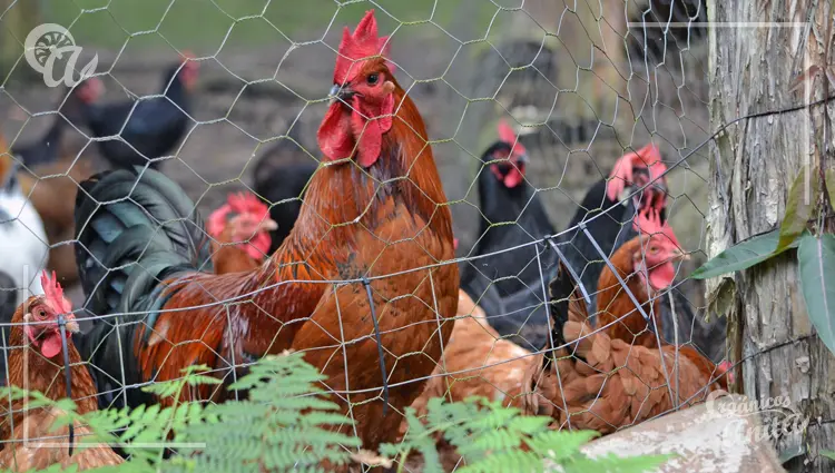 Gallo encerado