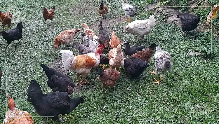 Importancia del manejo en la longevidad de las gallinas