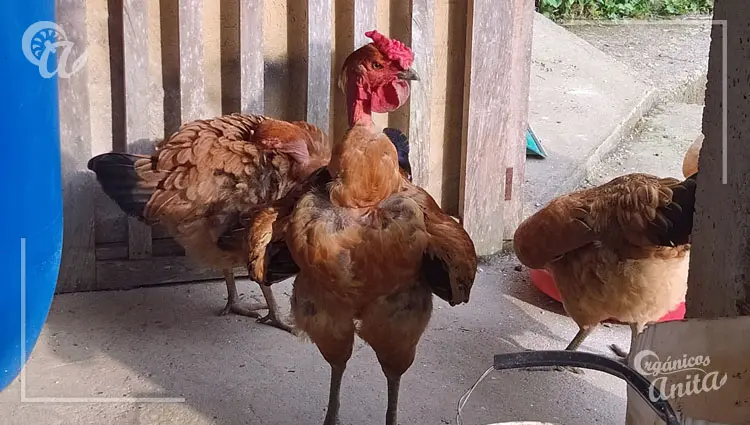 Interpretar el lenguaje de las gallinas