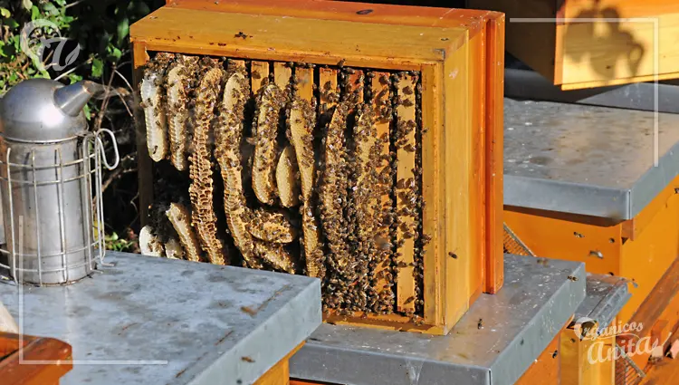 Medidas de Seguridad Para Trabajar Con Abejas