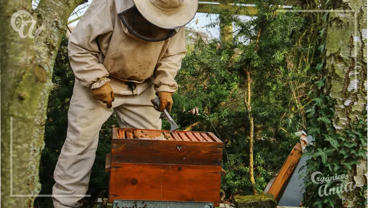 Prevención de picaduras de las abejas