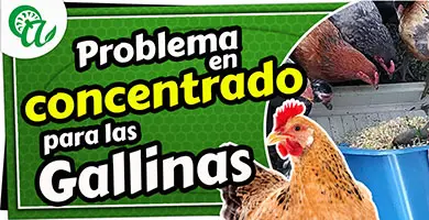 Principales errores con el concentrado casero para gallinas