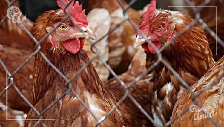 Promedio de vida de las gallinas ponedoras