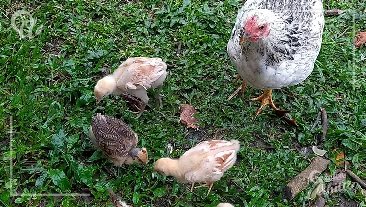 Sonidos de alarma de las gallinas