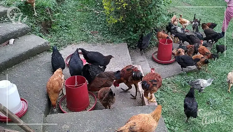 Vitaminas y minerales en la dieta de las gallinas