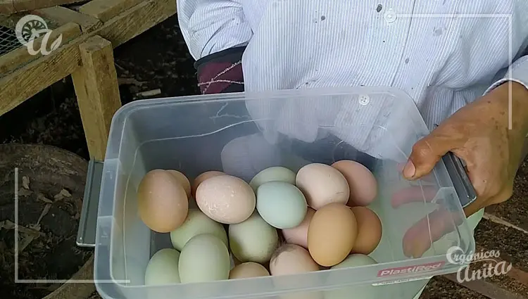 calidad y tamaño de los huevos de gallina