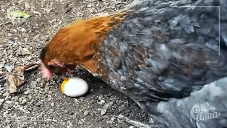 canibalismo de huevos en gallinas