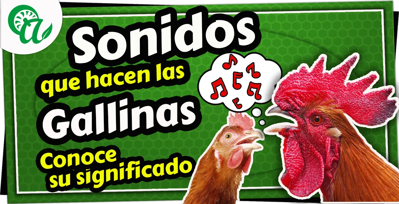 como se comunican las gallinas