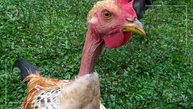 cuando empieza a cantar un gallo