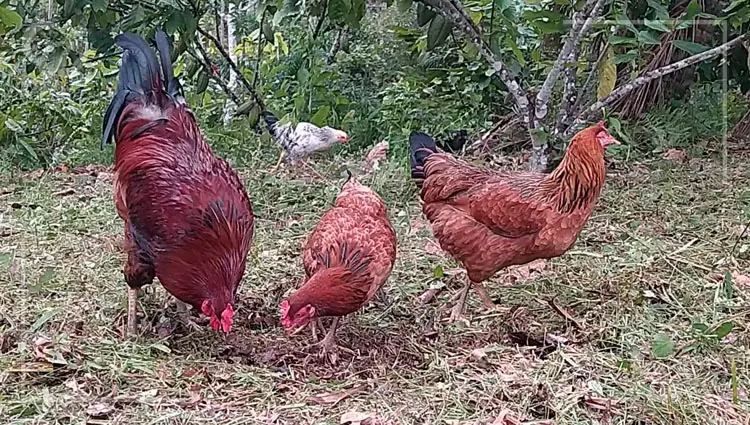 cuantas gallinas para un gallo