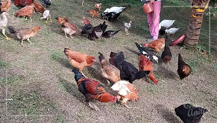 cuantas gallinas puede tener un gallo