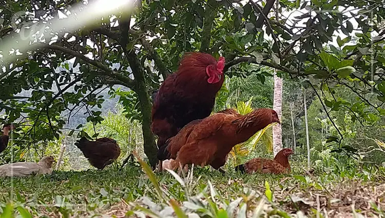 cuantos gallos por gallina