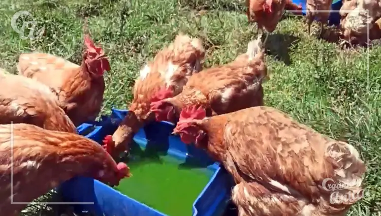 desparasitación de gallinas