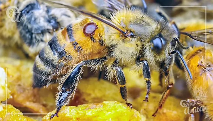 enfermedades de las abejas