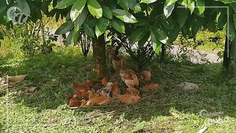 entorno en la vida de una gallina