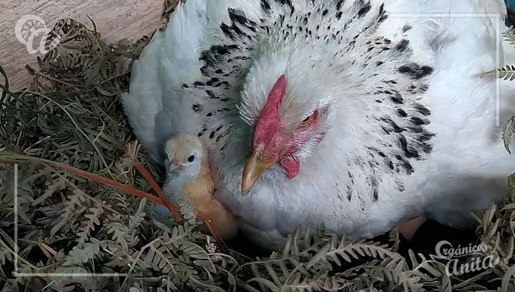 gallina clueca salga del nido