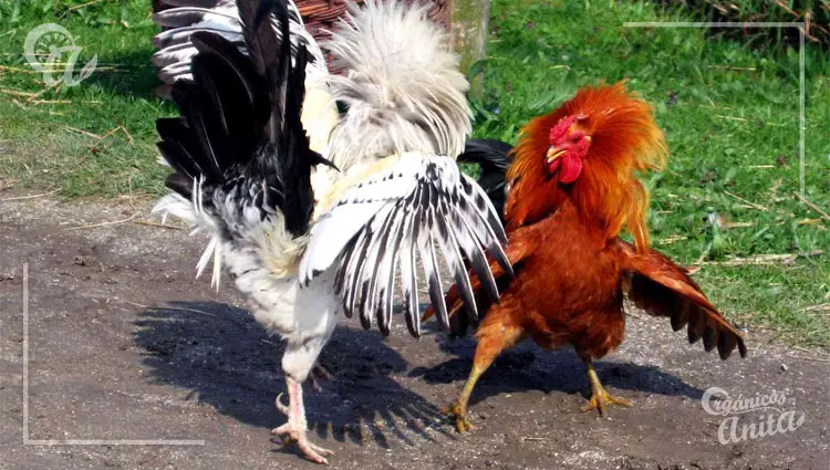 gallina le pega al gallo