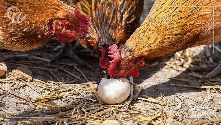 gallinas se coman los huevos