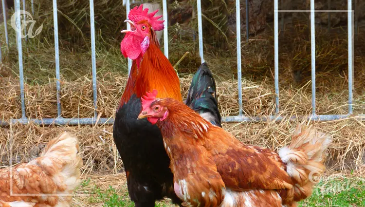 gallos encerrados vs