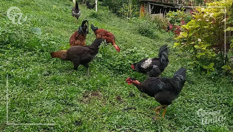 la tranquilidad en la puesta de huevos