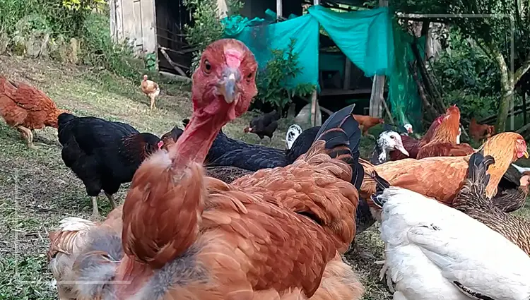 lenguaje de las gallinas