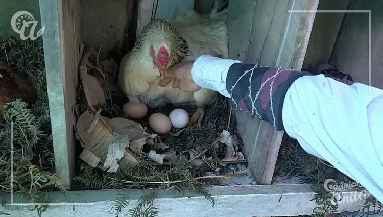 ponen huevos sin necesidad del gallo