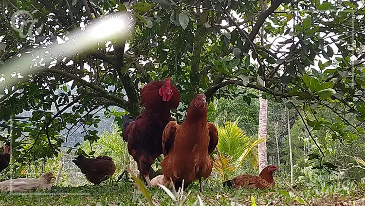 reproduccion de gallinas