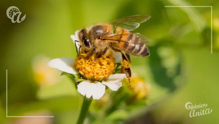 ¿Cuántas flores puede visitar una abeja en un día-