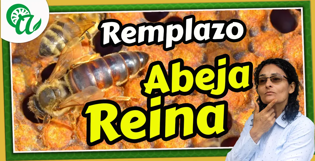 Abeja Reina de remplazo