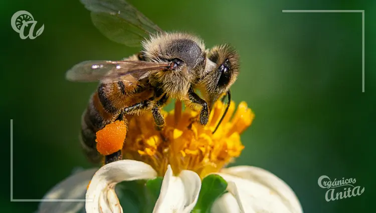 Abejas obreras- la fuerza laboral de la colmena