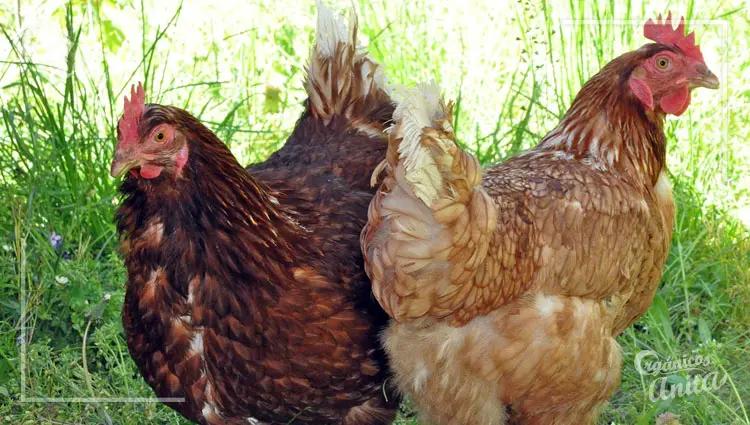 Adaptación de gallinas a climas fríos