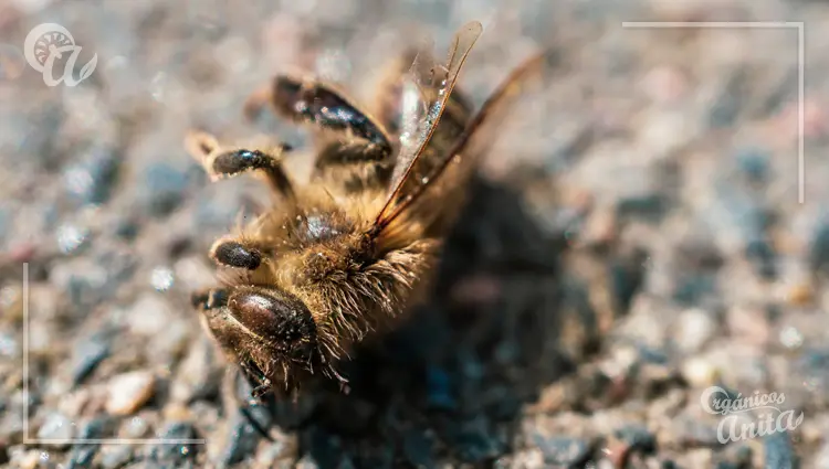 Amenazas para las abejas