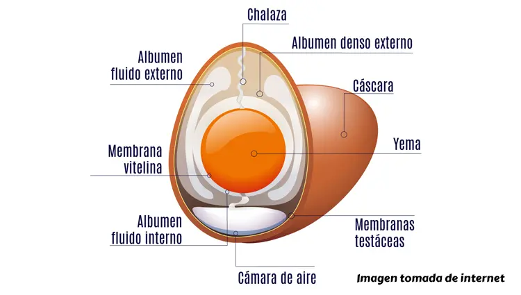 Anatomia del huevo