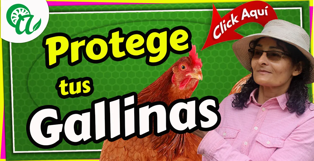 Bioseguridad para gallinas