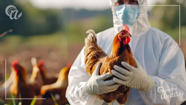 Bioseguridad para gallinas