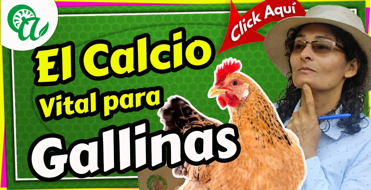 Calcio y minerales para gallinas