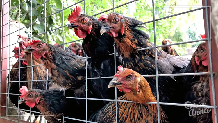 Calcular el espacio para gallinas