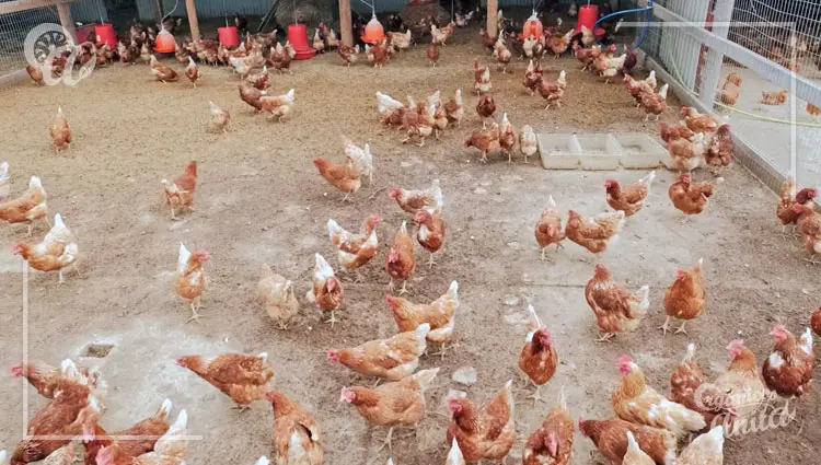 Cálculo del espacio por gallina