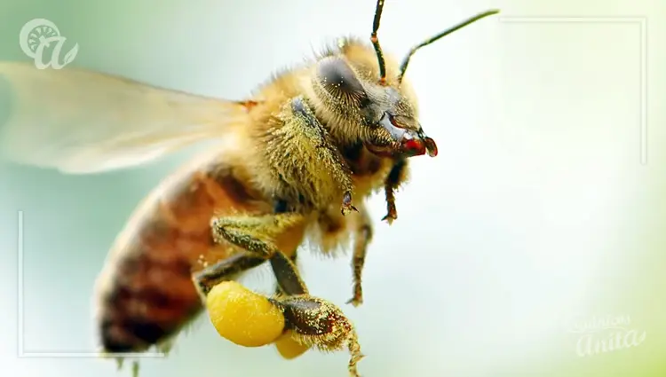 Cazapolen de abejas