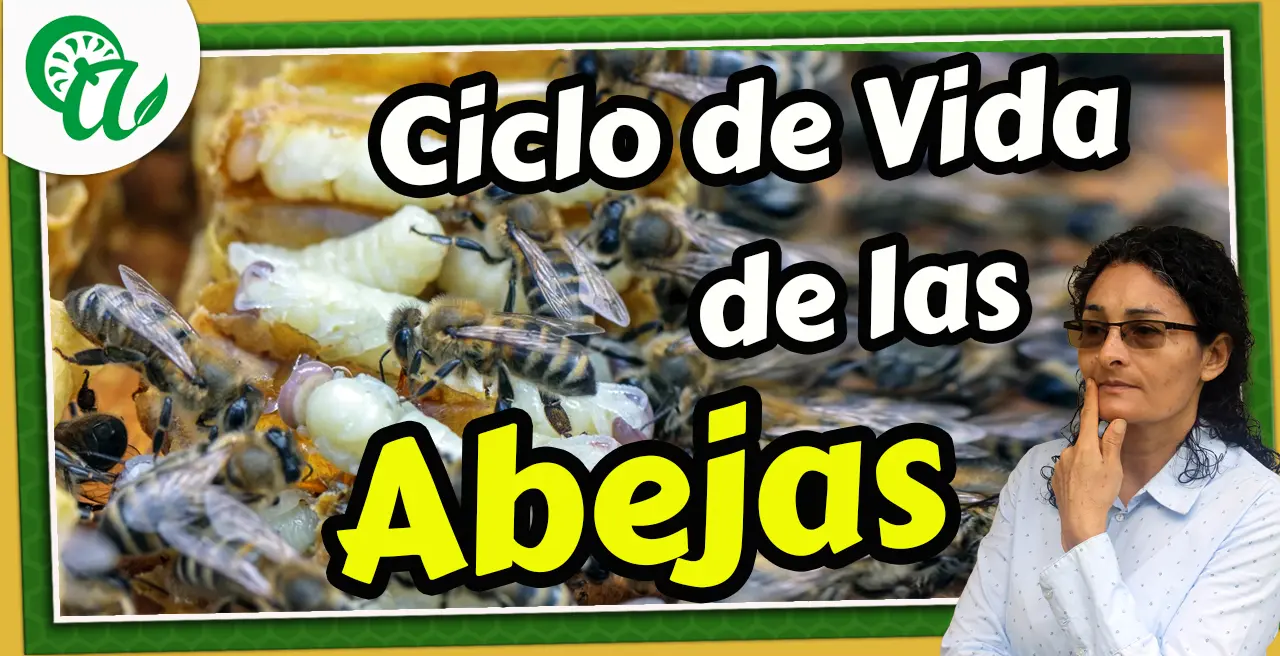 Ciclo de vida de las abejas