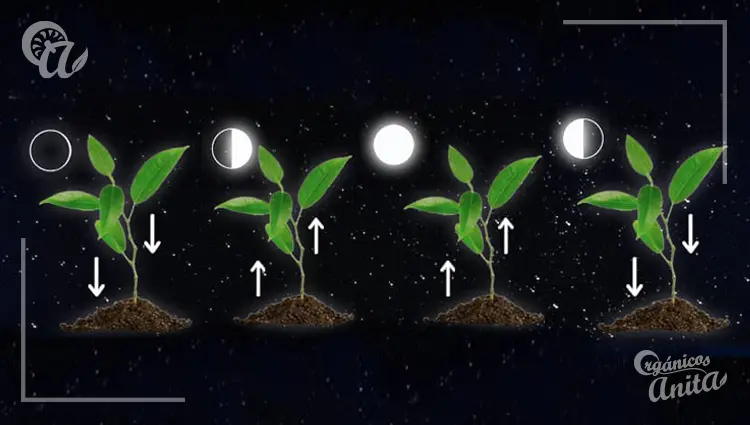 Ciclos de la luna en la agricultura