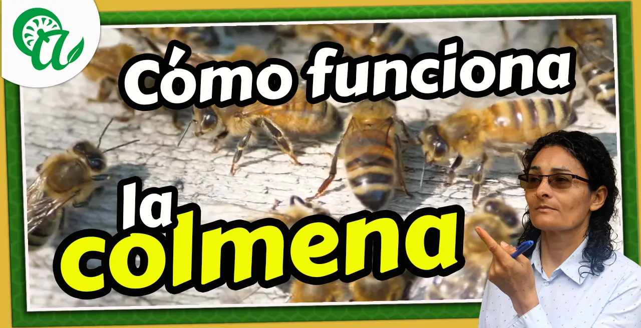 Cómo funciona una colmena de abejas