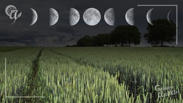 Como influye la luna en la agricultura