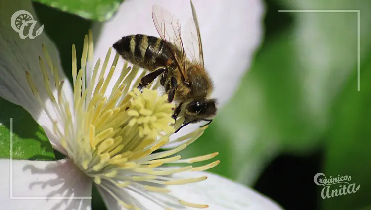 Consecuencias de la extinción de abejas