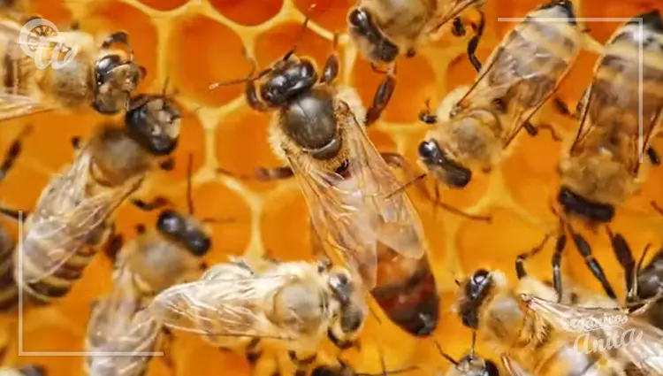 Crianza de abejas reinas para apicultura