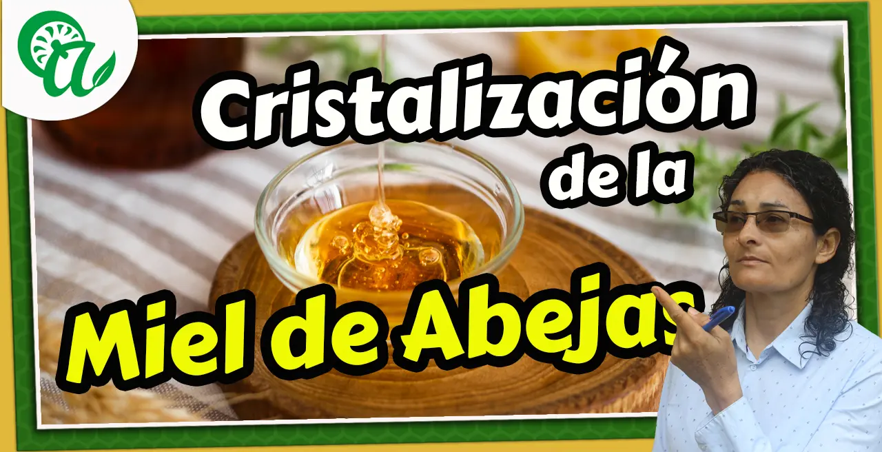 Cristalización de la Miel Pura de Abeja