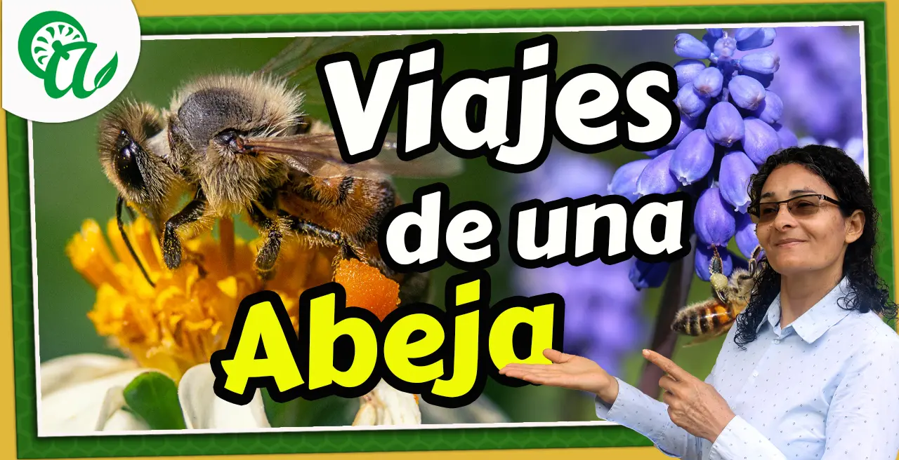 Cuántas flores puede visitar una abeja en un día