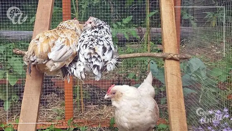 Cuántas gallinas por percha