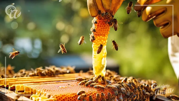 Cuánto tiempo se necesita para producir la Miel