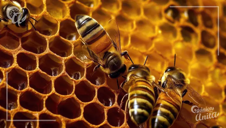 Cuánto tiempo tarda en formarse un panal de abejas